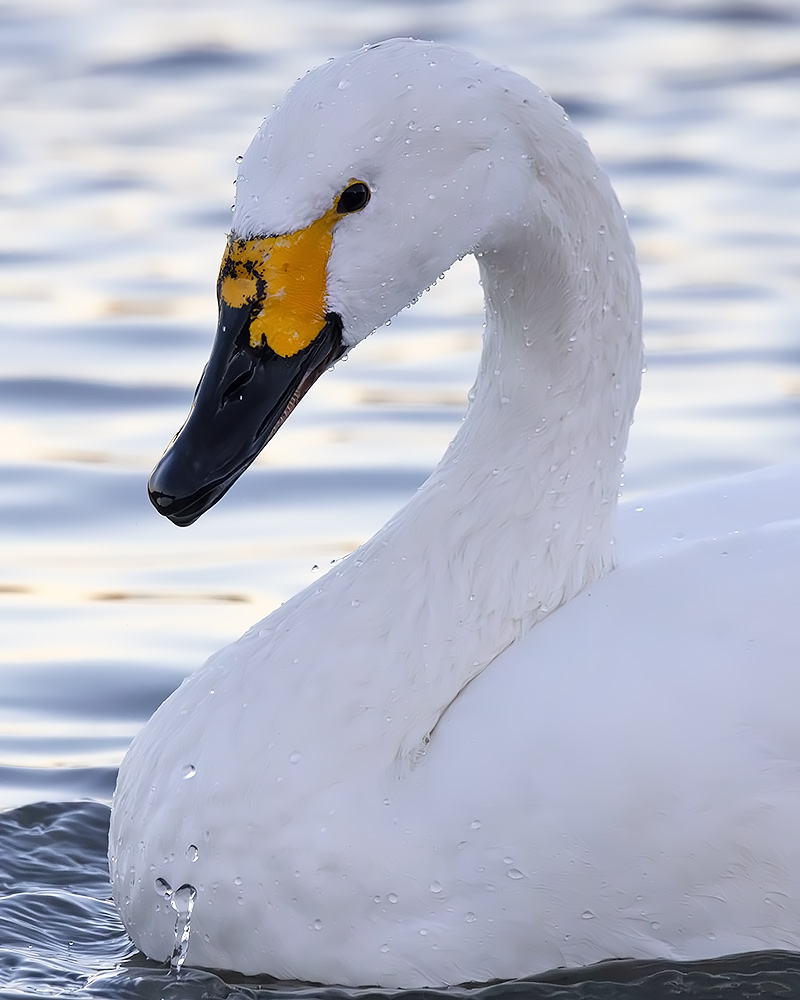 Bewick's swan